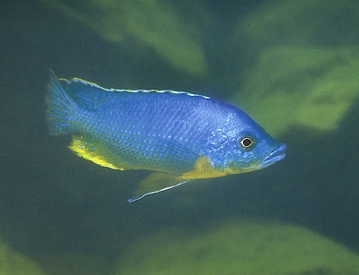 Protomelas sp. 'hertae' Nakantenga Island
